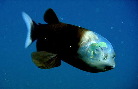 barreleye-fish