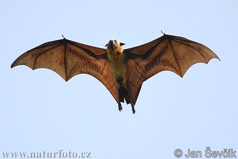 indian-flying-fox--pteropus-giganteus-3-1.jpg