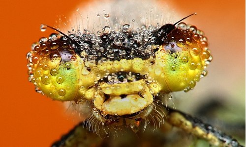 The stunning pictures of sleeping insects covered in early morning dew | Mail Online.jpg