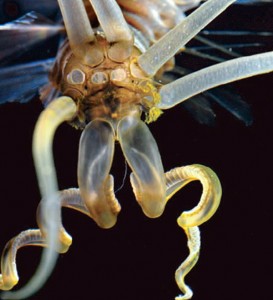 squidworm