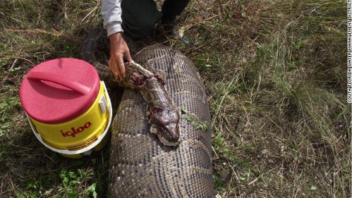 16-foot python devours deer in Florida - CNN.com.jpg