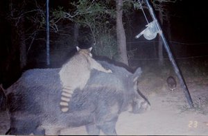 Funny Trail Cam