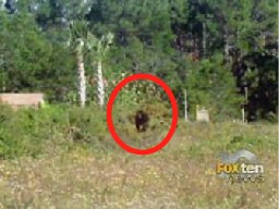 skunk ape.jpg