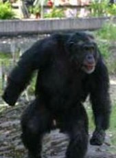 Zoo chimp makes elaborate plots to attack humans | Fox News.jpg