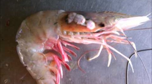 tumor shrimp with no eyes.jpg