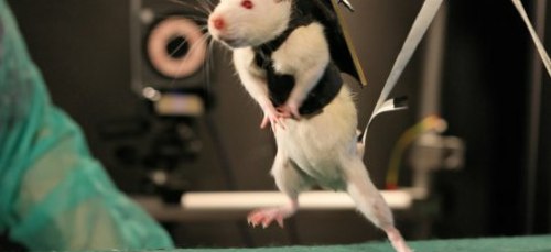 Video_ After Robot-Assisted Rehab and a Dose of Chemicals, Paralyzed Rats Walk Again | Popular Science.jpg