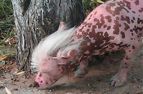 chinese pig dog.jpg