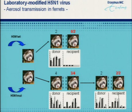 Shocking Ferret Findings Seasonal Flu Immunity Might Fight Off H5N1 - b99pdml