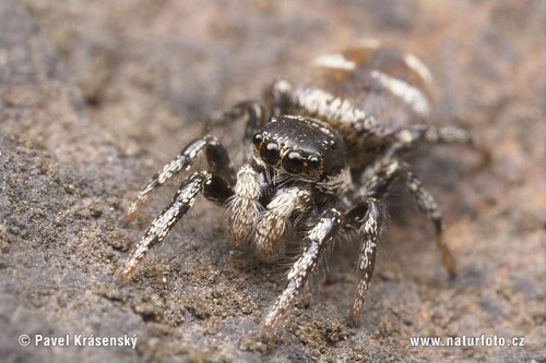 http___www.naturephoto-cz.com_photos_krasensky_zebra-spider-1672.jpg.jpg
