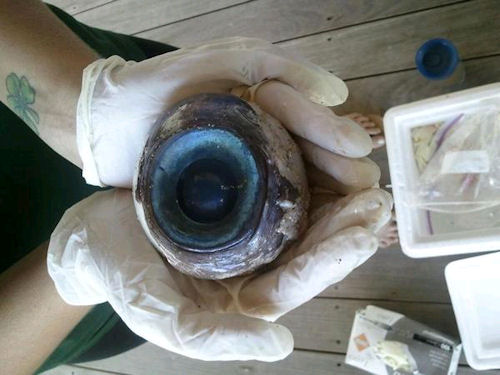 Giant Eyeball Found in Florida