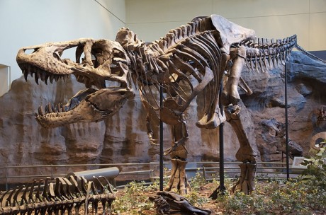 t-rex