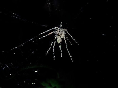 Decoy Spider