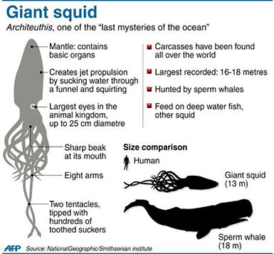 Giant Squid Diagram